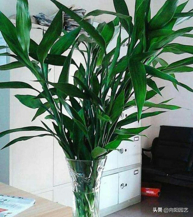 花卉施什么营养液最好,花卉养护用什么营养液