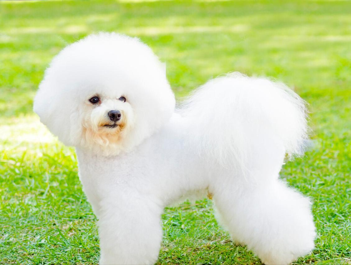 最伤狗的饲养方法是什么,养比熊犬要注意些什么