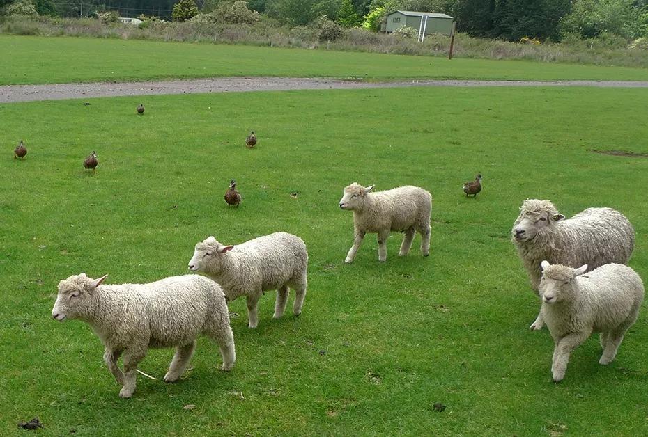 黄金奶源基地的羊奶,黄金奶源地奶粉