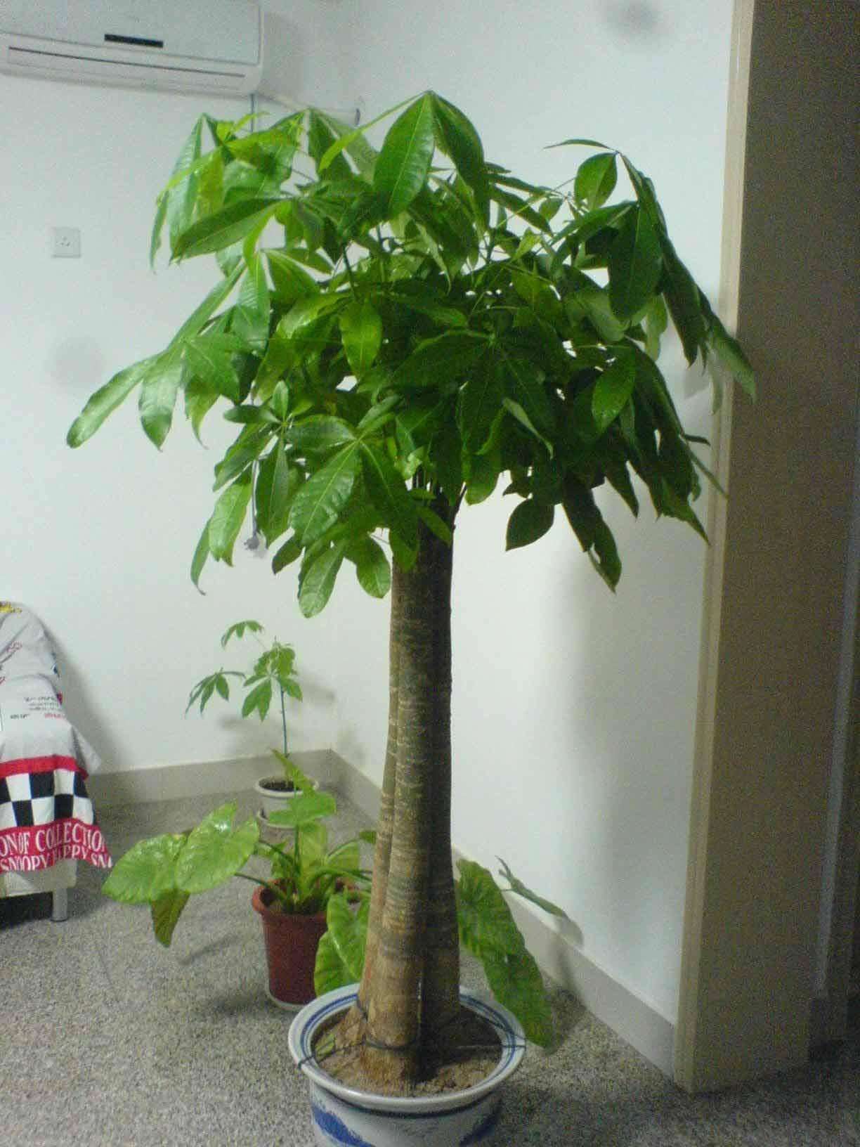 发财树枯萎了应该怎么救活,发财树干枯要不要扔掉