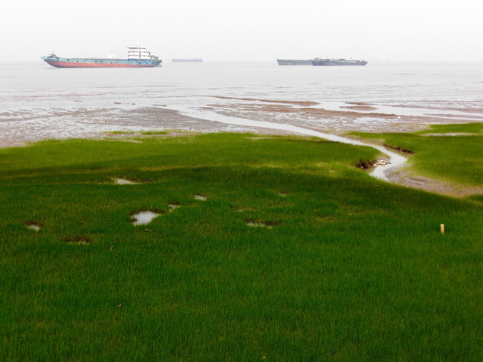 上海吴淞炮台湾湿地森林公园攻略,魔都上海共青森林公园