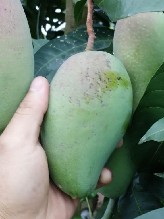 芒果果子流胶怎么办,芒果起泡胶