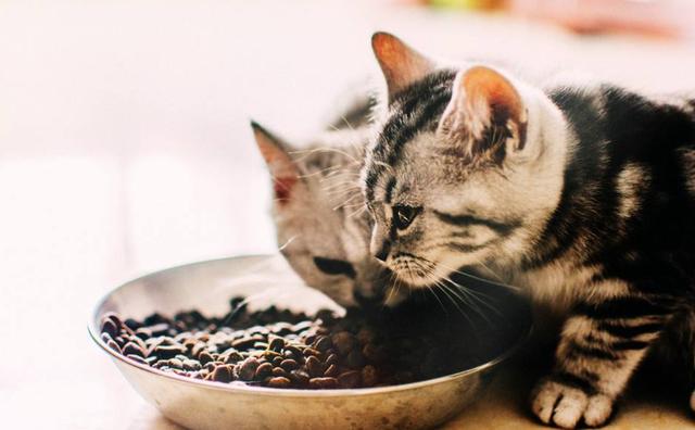 养宠知识为什么猫咪总是看不起你,养猫咪不听话怎么办视频