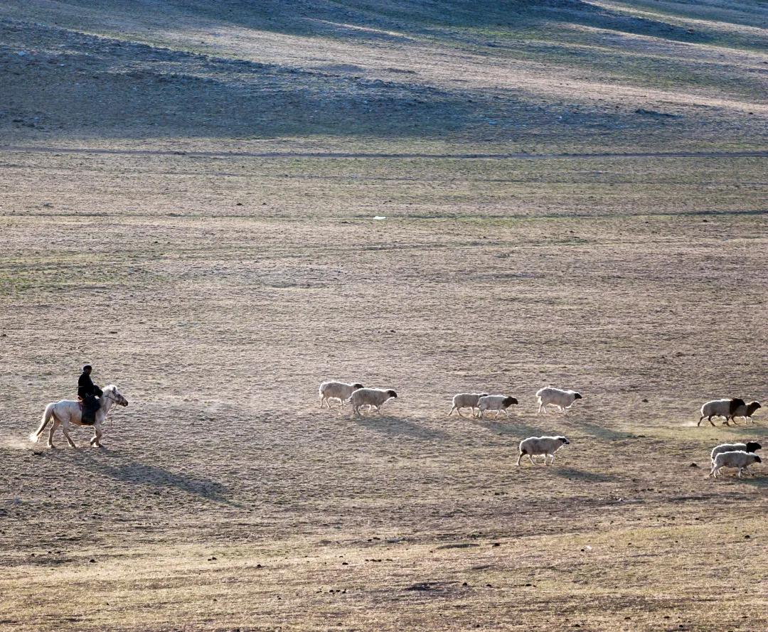 谁在保护金丝猴,谁在保护北极熊