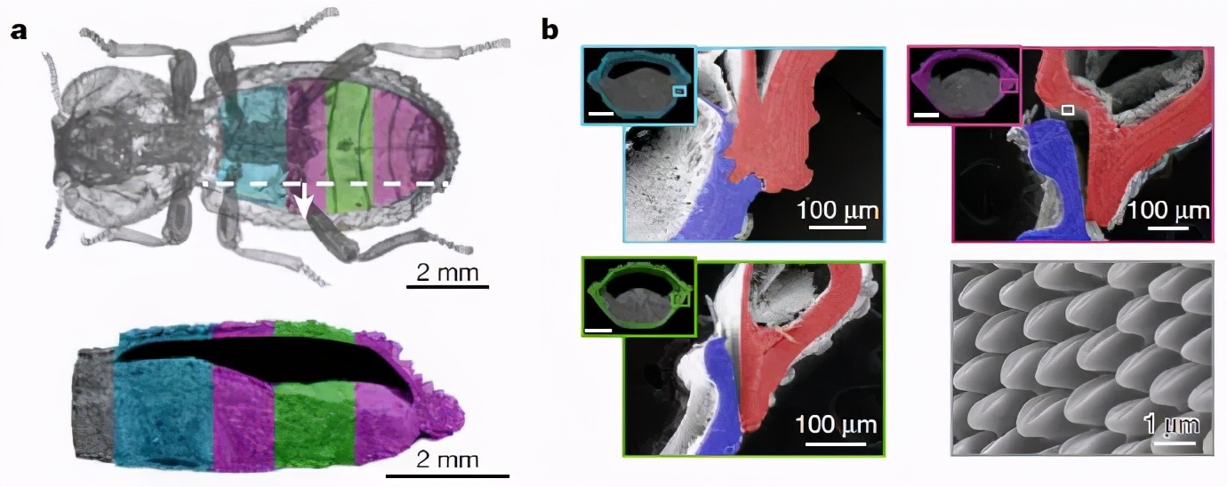甲虫为什么那么强,压不死的灰色小虫子