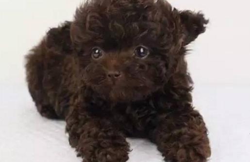 六种贵宾犬,哪种颜色的贵宾好看