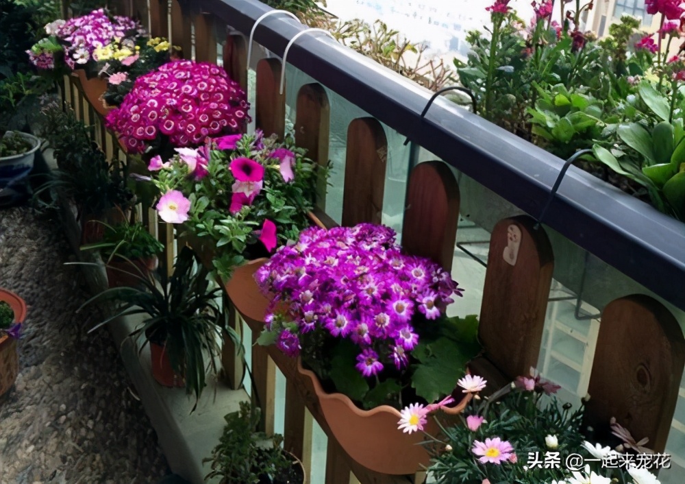 新手养花妙招视频教程全集,新手养花不败指南在线阅读