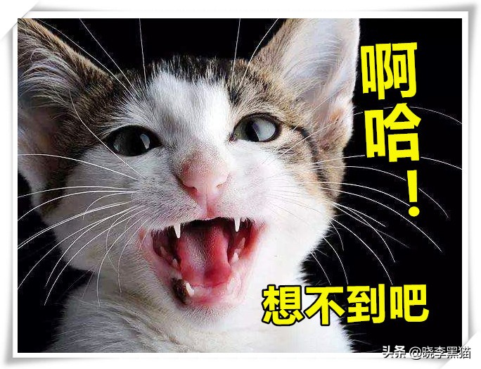 怎样知道你适不适合养猫,怎么判断自己适不适合养猫