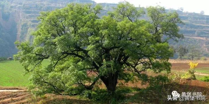 八河老槐树,柴库老槐树