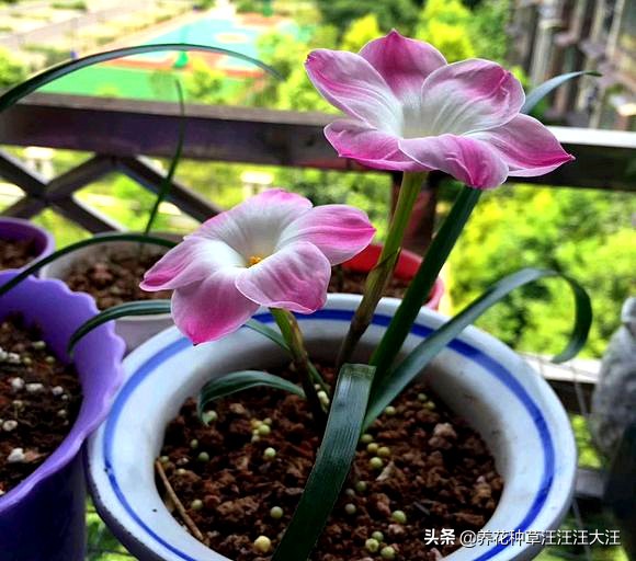 风雨兰叶子枯死怎么办,风雨兰黄叶烂叶怎么补救