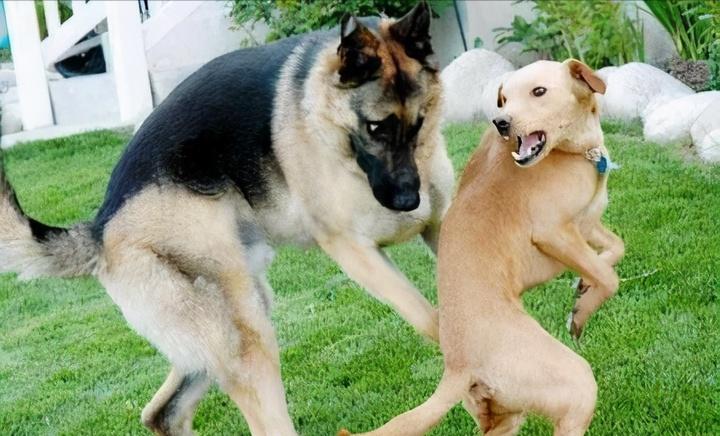 狗狗一见面,为什么会先“闻屁股”?科学研究这是彼此交流的方式