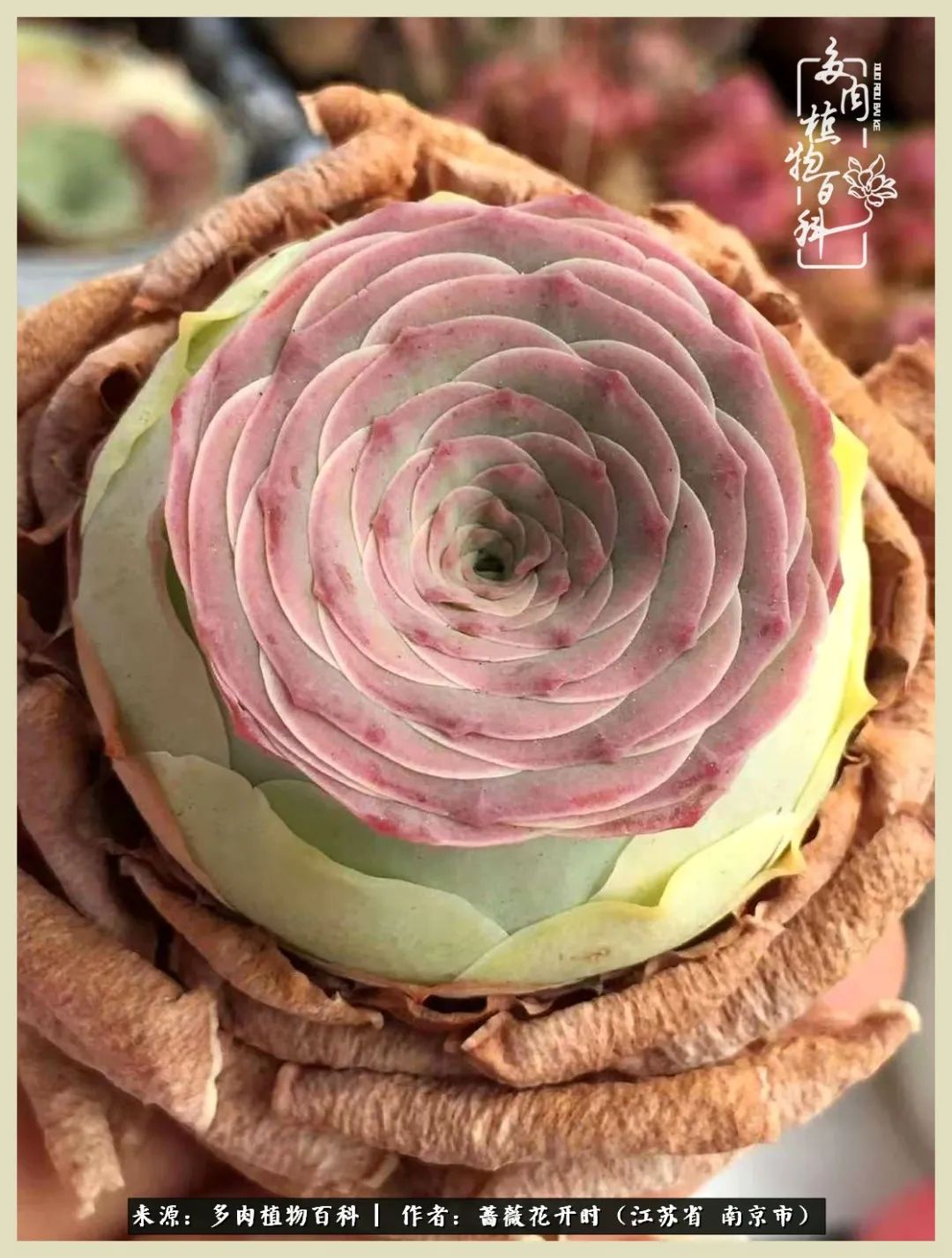 又见颜的妩媚，色的诱惑！这些山地玫瑰礼盒惊艳了眼眸