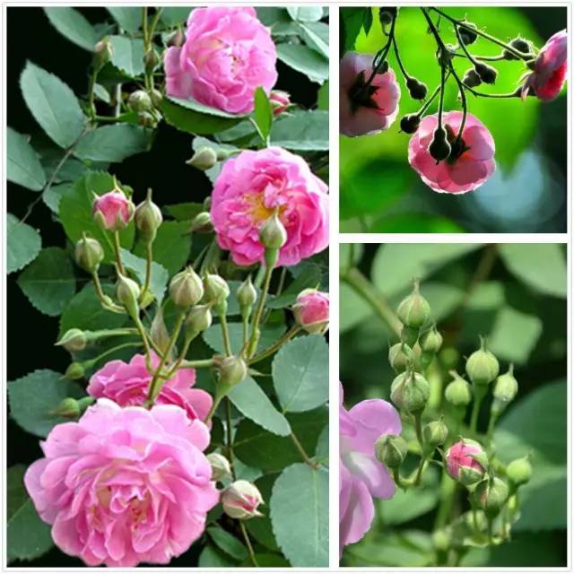 月季玫瑰蔷薇芍药牡丹的区别,月季玫瑰蔷薇都属于什么科