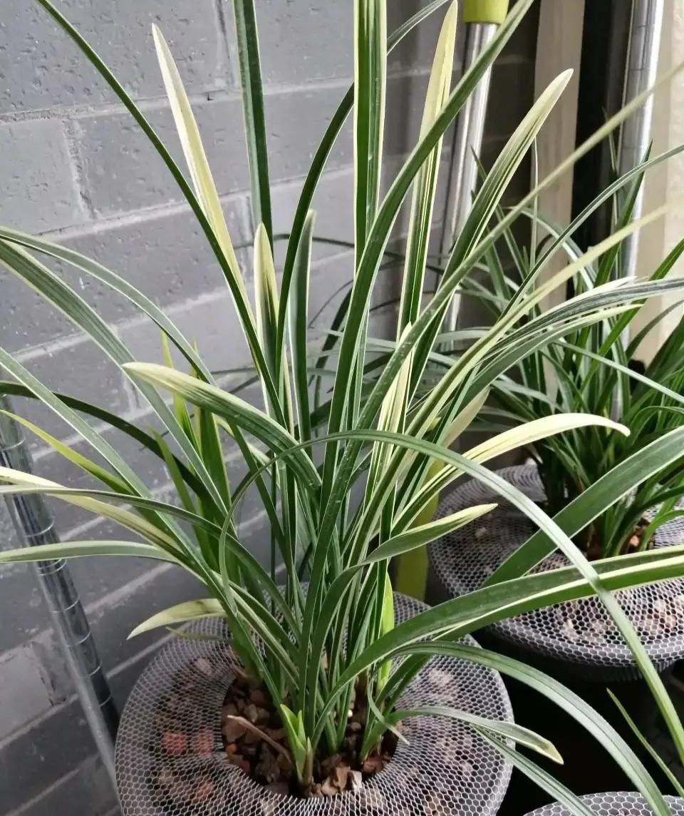 什么兰花最好养又香又好看,推荐几款香味俱全好养的兰花