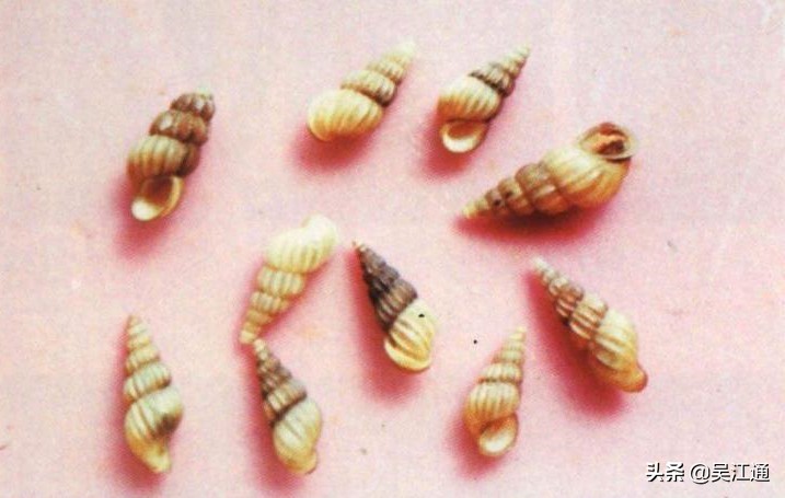 我经历“送瘟神”的时光