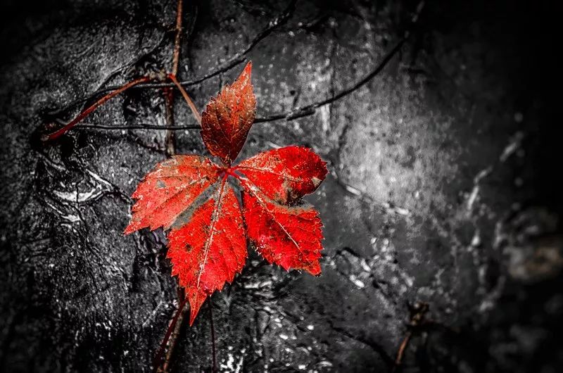 ps怎样把红叶背景人物照调色,秋景枫叶人像调色ps