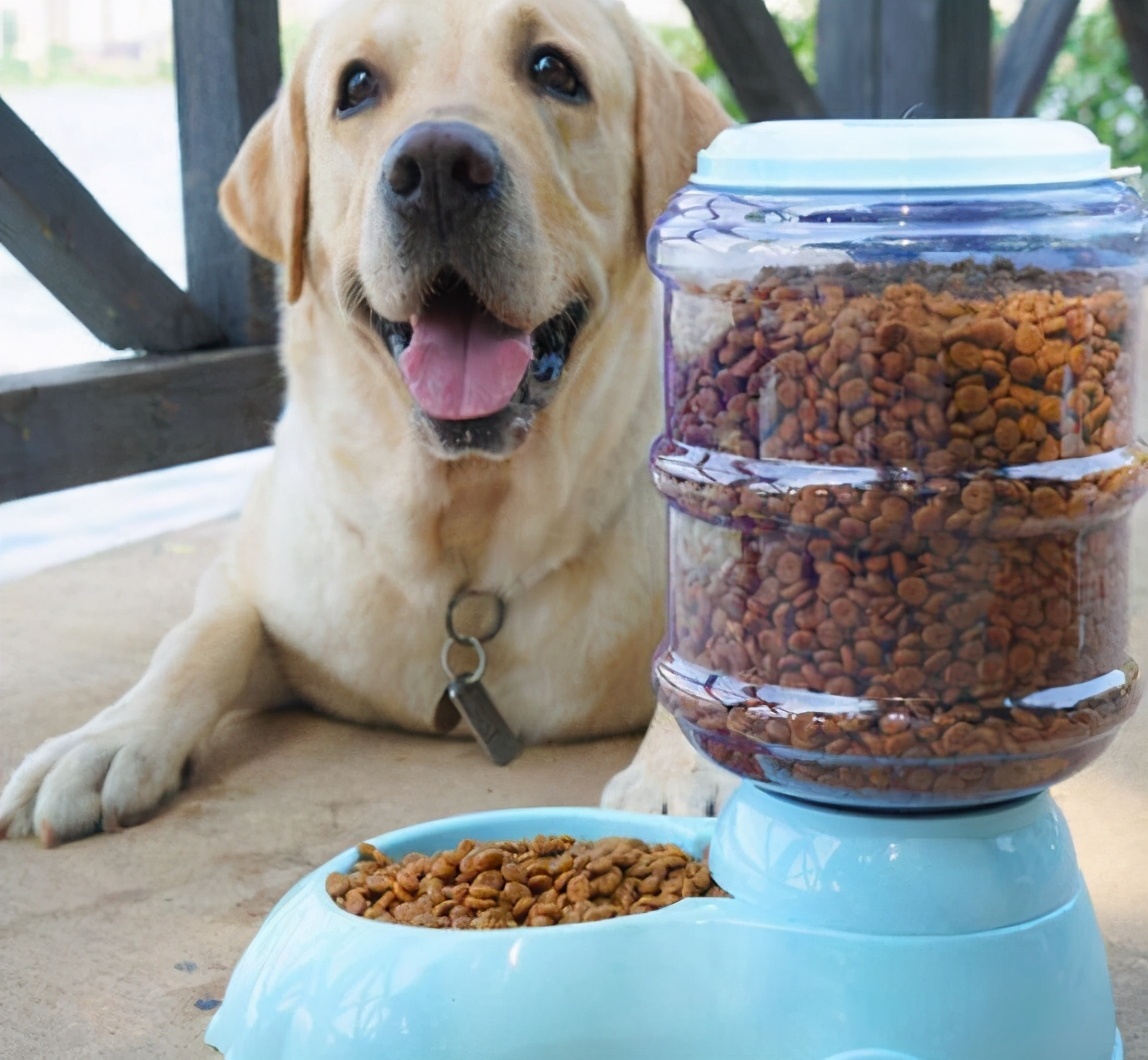 狗子把你当亲妈了会有这几个表现,狗把你当妈妈的表现