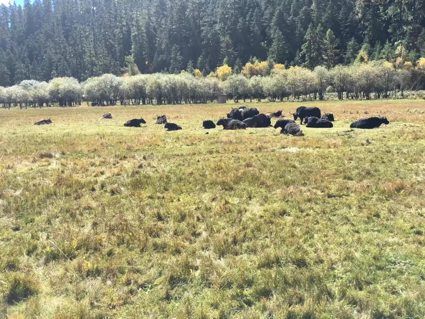 香格里拉游记以什么为题,香格里拉游记感受短文