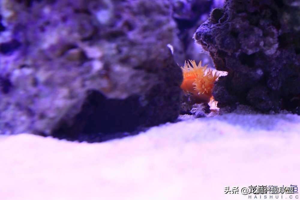 从零开始玩海缸的方法,从零开始玩海缸全过程