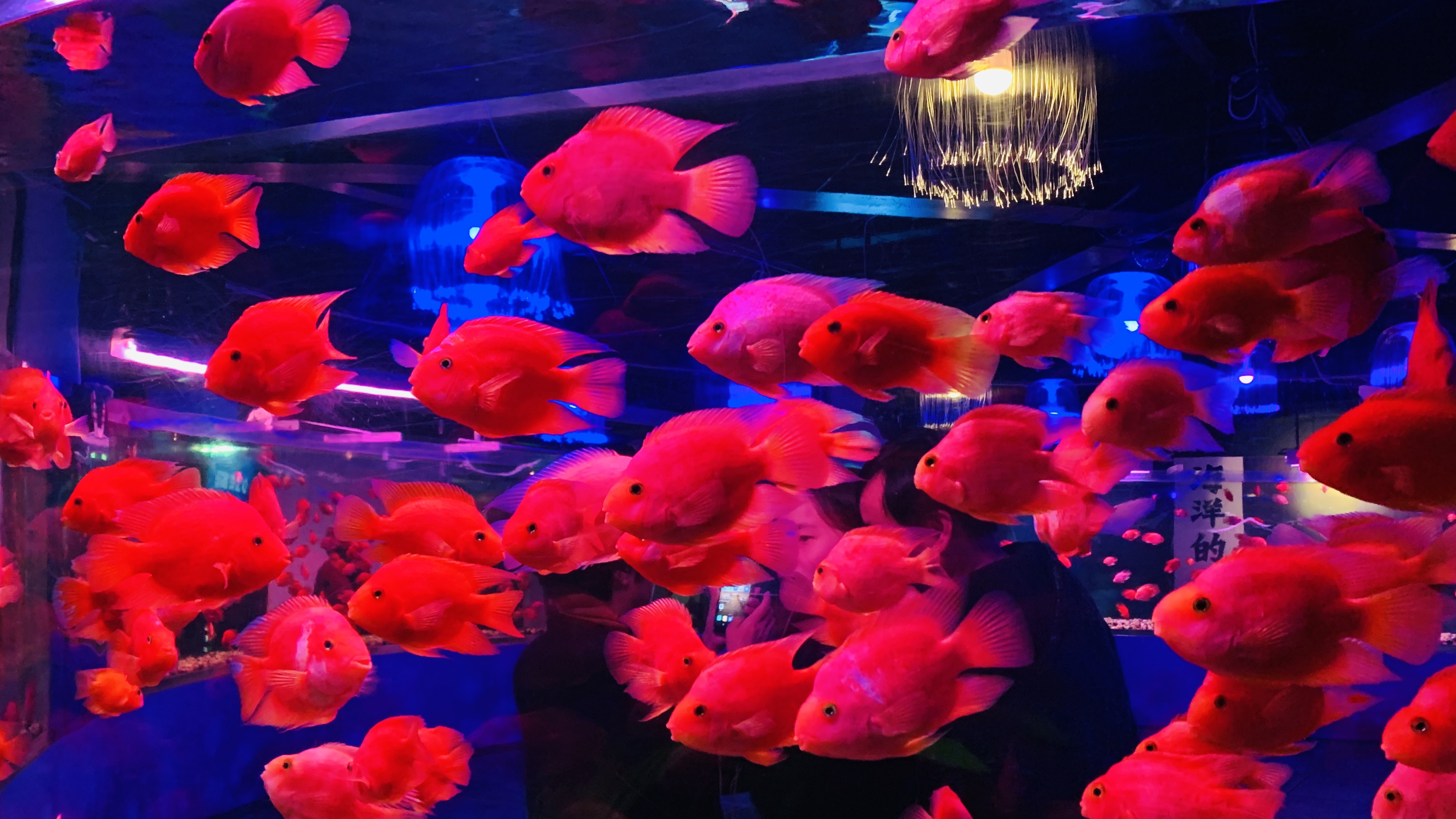 北京富国海底世界周围景点,工体富国海底世界游览攻略