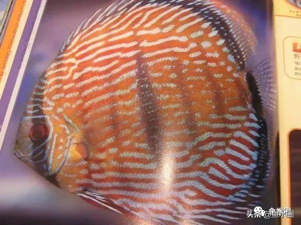 七彩神仙最好看的品种,七彩神仙多大分品种