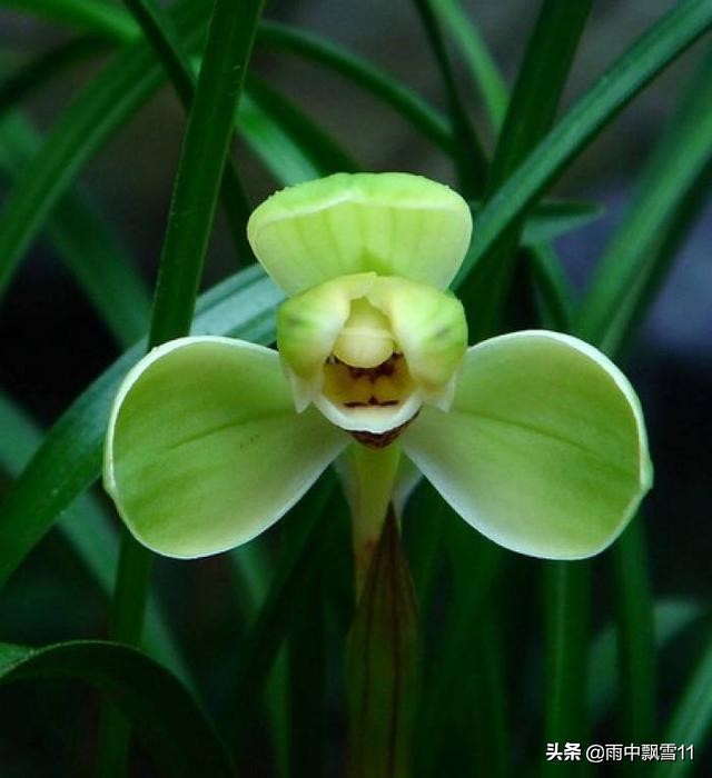 春兰怎么挑选好呢,新手春兰买什么品种