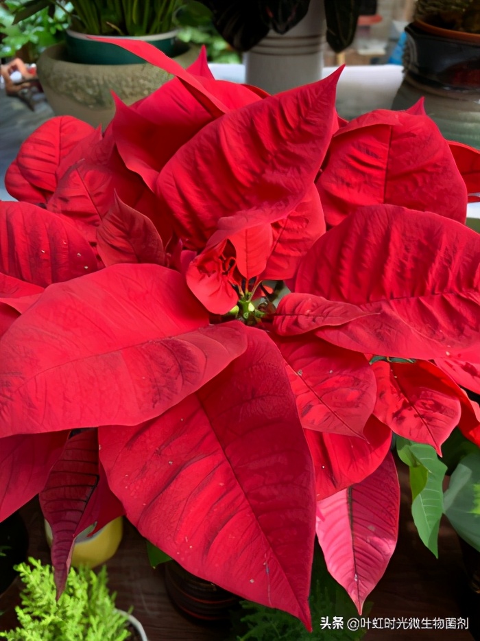 一品红叶子变绿是什么原因呢,一品红的叶子怎么养才红