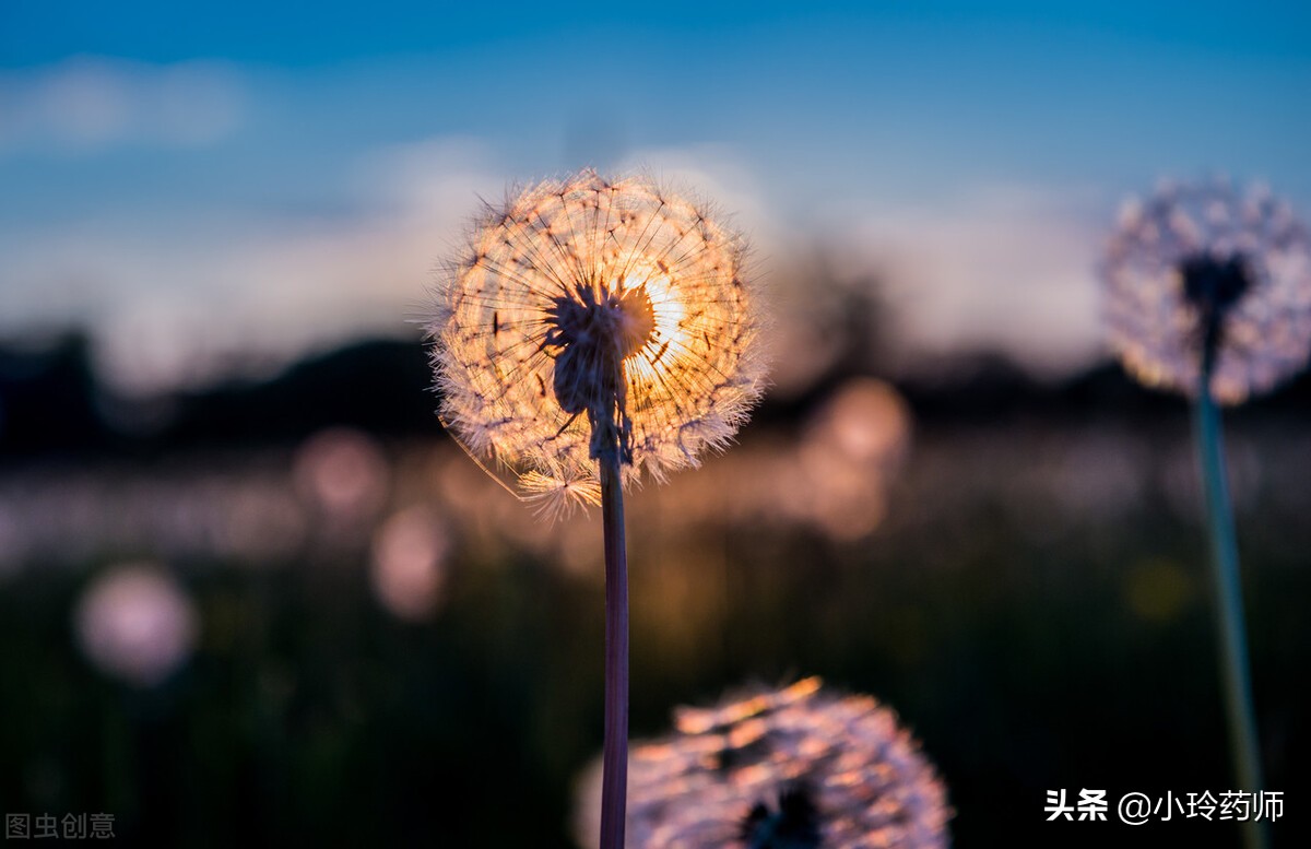 有肝病喝蒲公英泡水喝有什么功效,喝蒲公英茶对病毒性肝炎有好处吗
