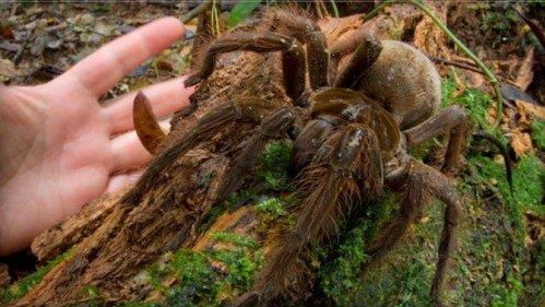 在野外奇形怪状的蜘蛛,各种宠物蜘蛛图片