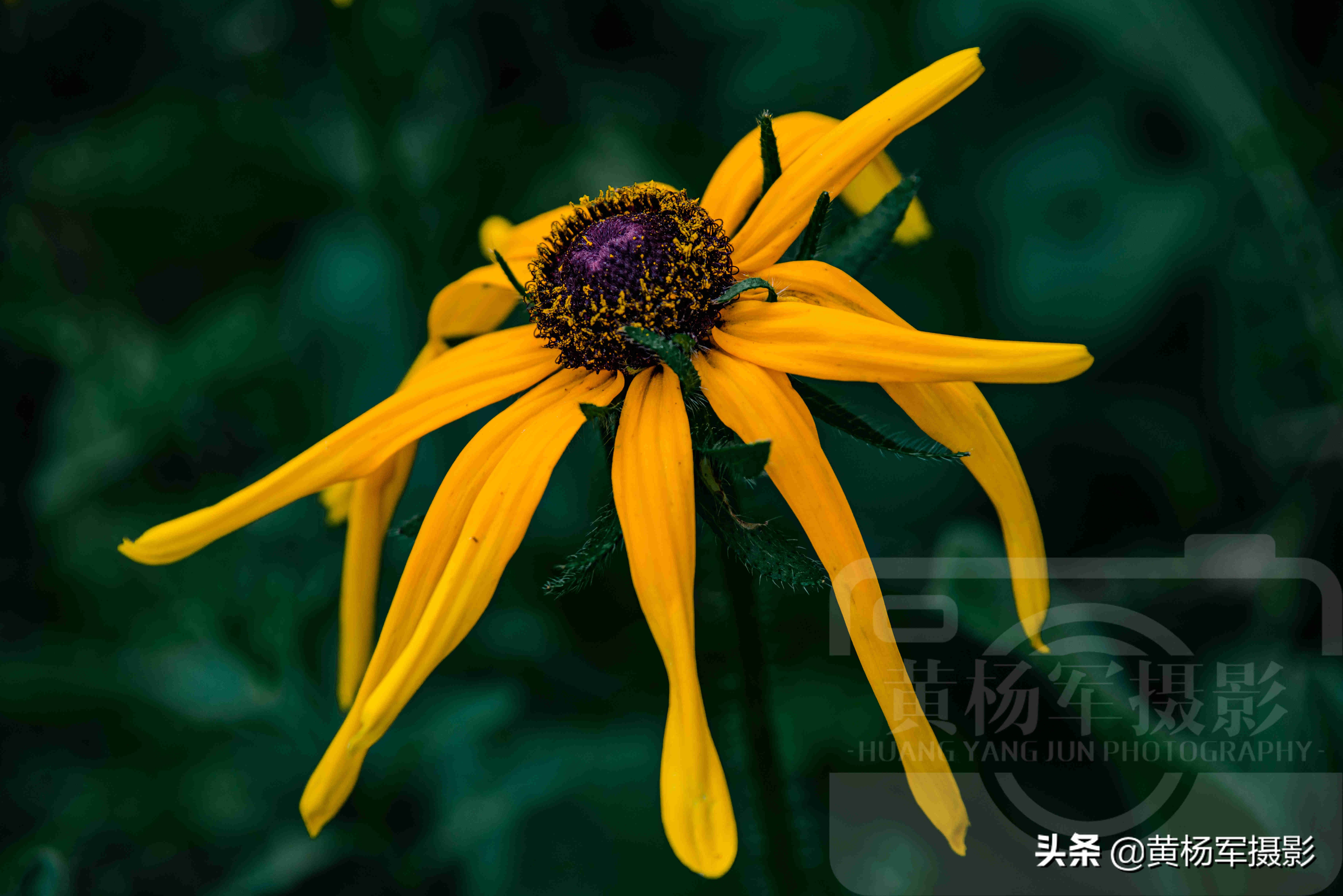 黑心金光菊雌雄同株还是雌雄异株,小向日葵和黑心金光菊有什么不同