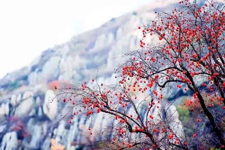 凝香集萃,四季皆美!莱芜区香山,鲁中山区的璀璨明珠