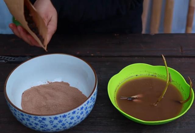 用碗莲的种子养殖多久可以开花,碗莲从种子到开花需要多长时间