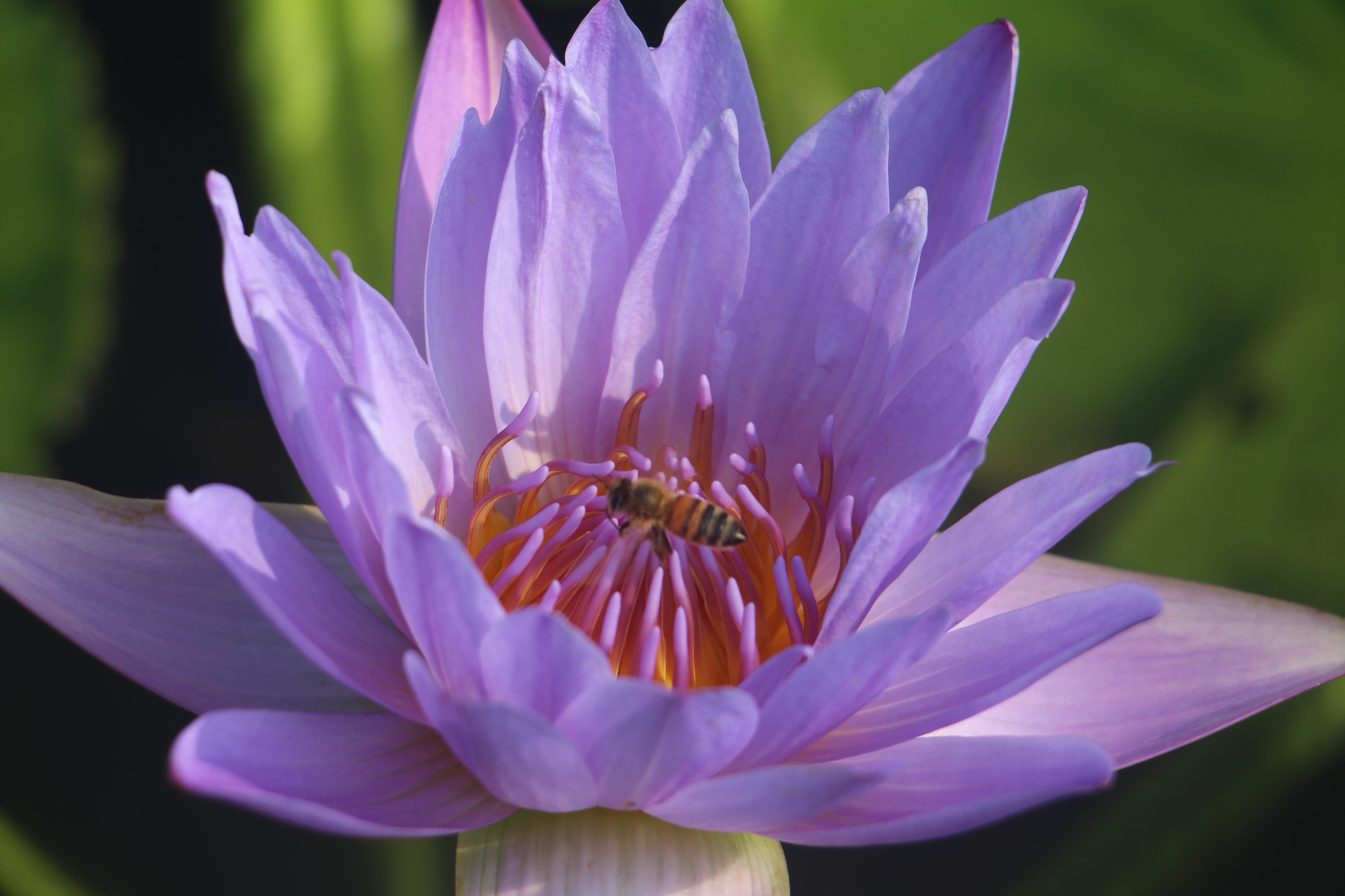 广西武宣县二塘石耇村:睡莲花开,扮靓乡村