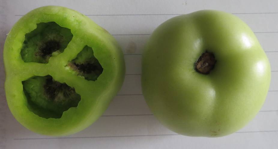 番茄青皮果产生的原因和防治方法,番茄出现空心果如何补救