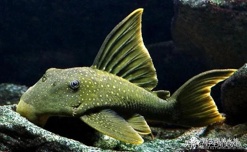 每天认识一种鱼,鲨帆金钻