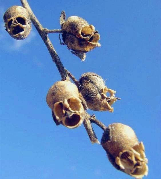 冷知识精选1,苦瓜的冷知识大全