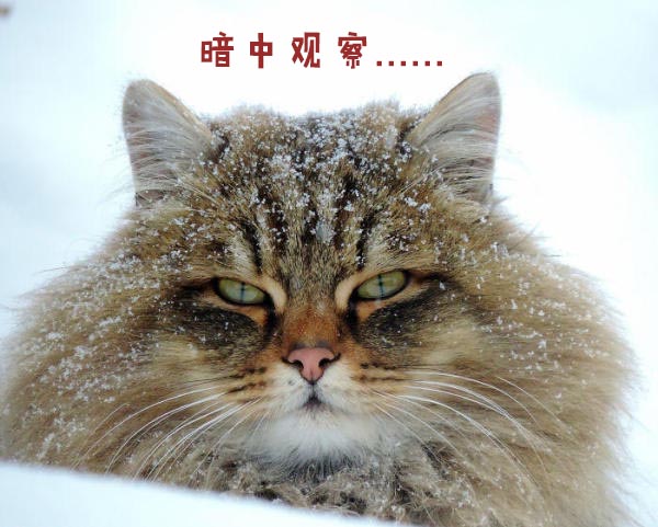 圣诞节的喵星人霸气又略萌,猫奴必看!又骗我养猫?