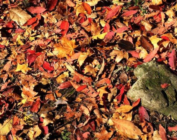 在家养花里面浇点简单的什么,家庭养花可以浇橘子皮水吗