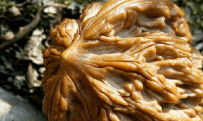 文玩核桃哪个品种值得盘玩,文玩核桃有点黄是怎么回事