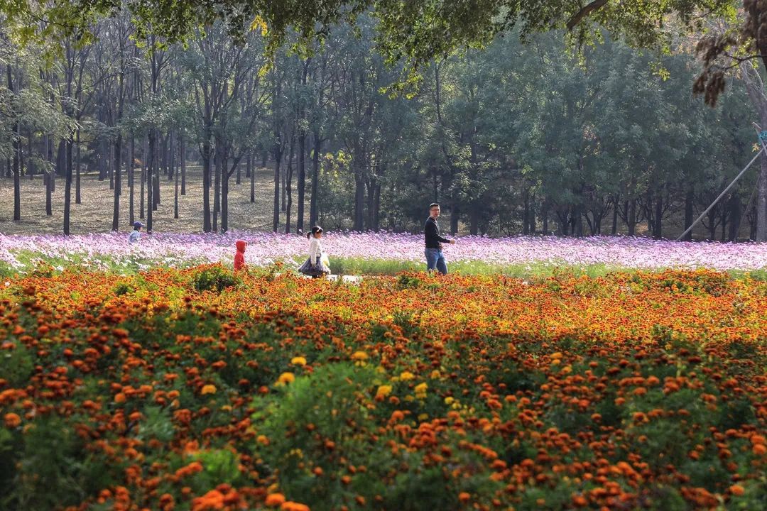 17处京城绝美银杏观赏点，看看有没有家门口的？