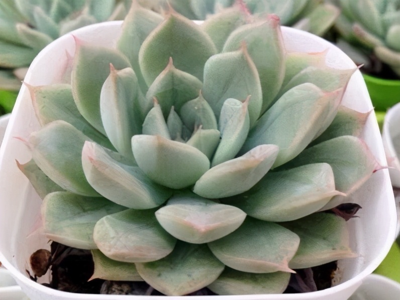 月亮仙子多肉夏季露养,多肉月亮仙子的造型