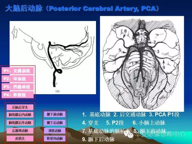 小脑血管解剖分段,脑血管影像解剖讲解