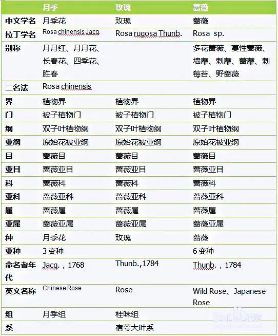 月季玫瑰蔷薇的果实,蔷薇玫瑰月季怎么分辨