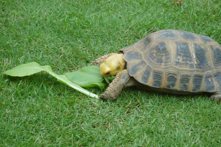 别让好心办坏事,别让好心办了坏事议论文