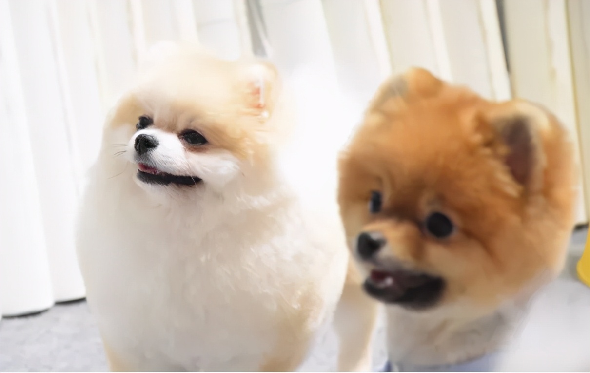 西北宠物行业的剁手盛宴来喽