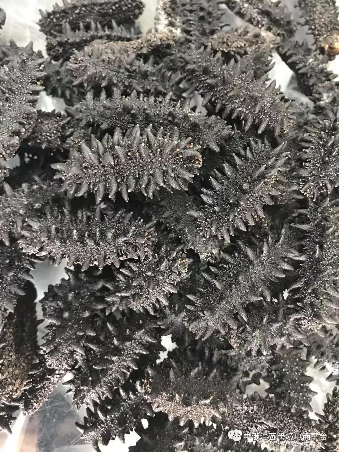 俄罗斯北极参和海参有什么区别,如何分辨俄罗斯海参或大连参