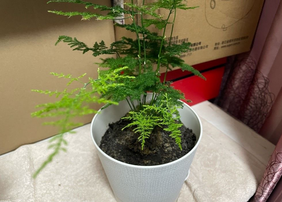 文竹黄叶了,通过4个方法来改善,枝叶鲜绿,越来越旺