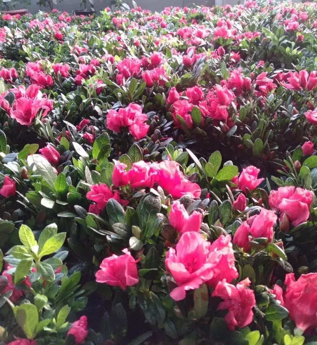 杜鹃怎么养才能爆开花,为什么都说杜鹃很厉害