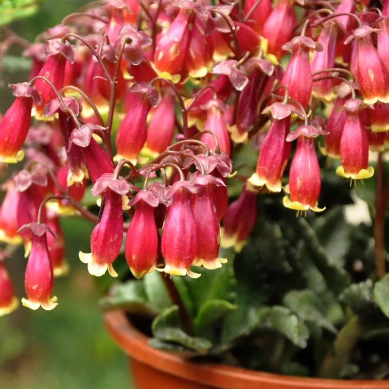 像红灯笼一样的小宫灯长寿花,在家养灯笼花盆栽