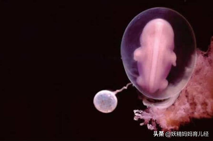 宝宝在妈妈肚子里发育过程图卡通,宝宝在妈妈肚子生长图